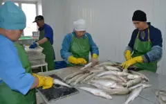 Европейцы «клюют» на филе