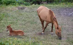 Лошадь выбежала на дорогу в Атырауской области: водитель погиб на месте