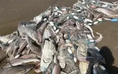 Сотни мертвых акул вынесло на популярные у туристов пляжи