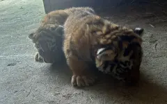 Краснокнижные тигрята родились в Караганде