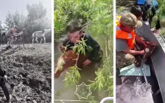 Спасатели вызволили жеребенка из ловушки на реке Есиль