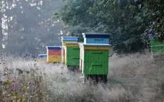 В Казахстане введут ветеринарные паспорта пасек