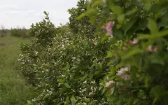 Дожди с градом и сильную жару прогнозируют в Казахстане