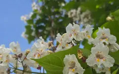 Алматы накроет летний зной, а затем дожди: погода на неделю
