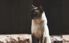 Необычный вызов в Талдыкоргане: кошка застряла в оконной решетке