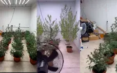 Жалоба на подозрительный запах помогла обнаружить наркоплантацию в Алматы