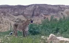 Уникальный леопард Алтынкоз снова замечен в Казахстане: он ищет самку