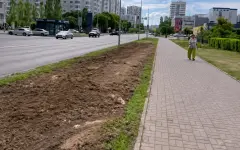 В центре Астаны исчезла целая аллея деревьев