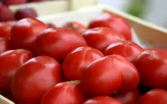 Импорт томатов намерены ограничить в Казахстане