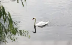 Незаконную передачу озер и водоохранных зон в частные руки пресекли в Павлодаре