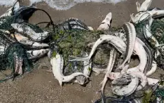 Осетров в рыболовных сетях вынесло на берег в Актау