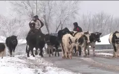 58 групп скотокрадов поймали  в Казахстане с начала года